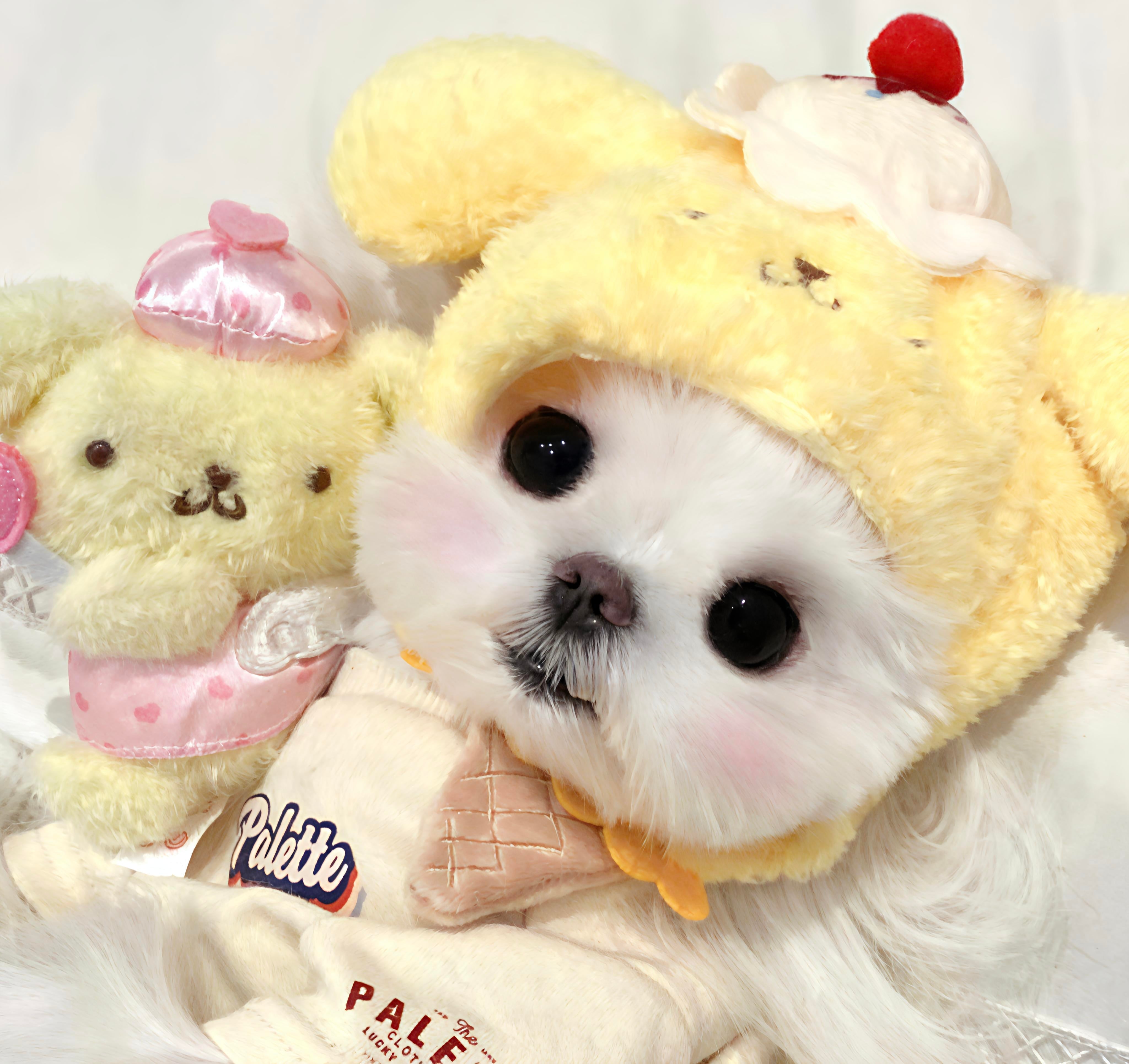 Fun & Safe Pet Toys for Your Furry Friends