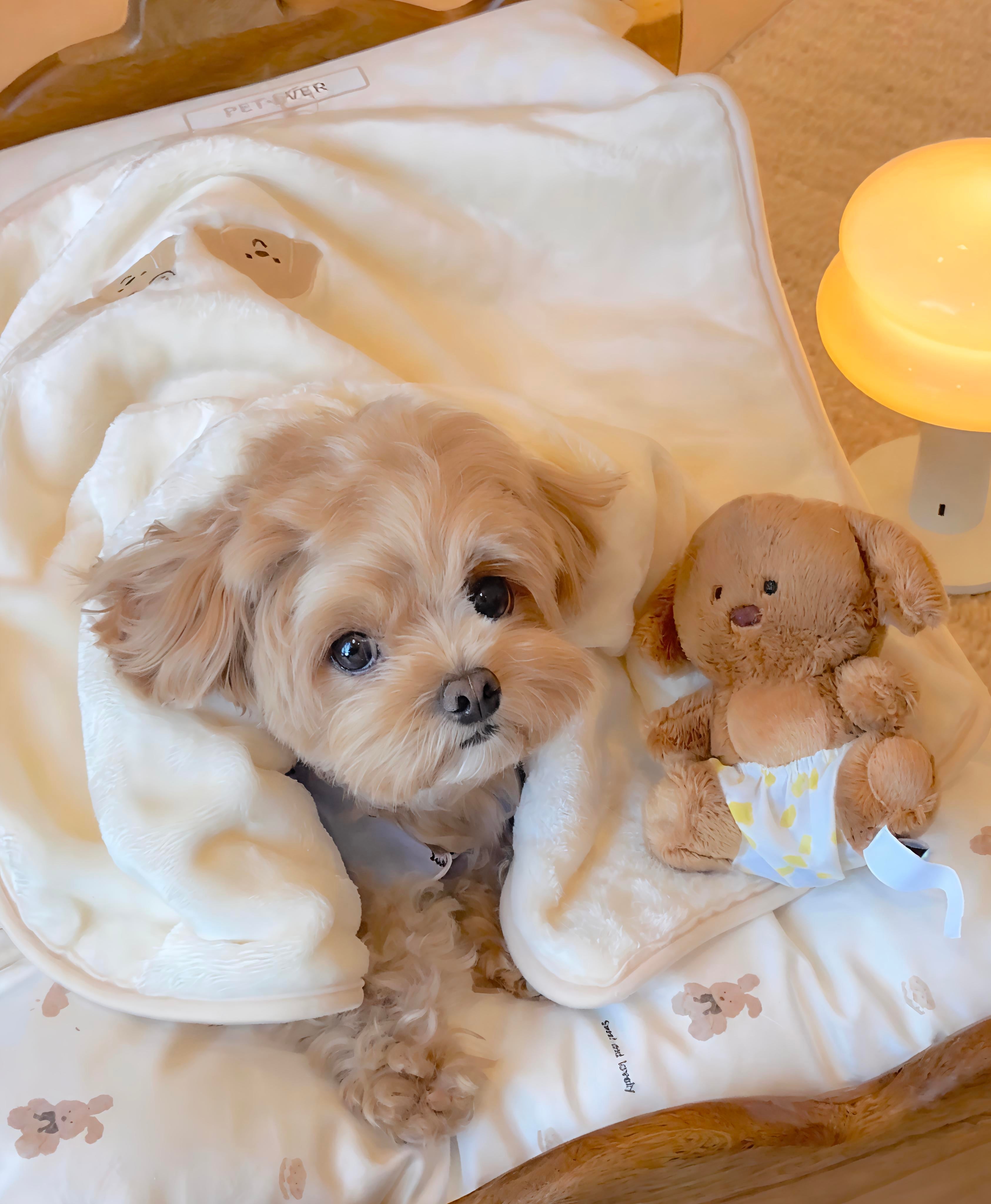 Comfortable Pet Beds & Home Furniture – Perfect for Dogs and Cats